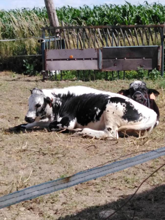 La Mini Ferme De Maelou Villa Sermaises Dış mekan fotoğraf
